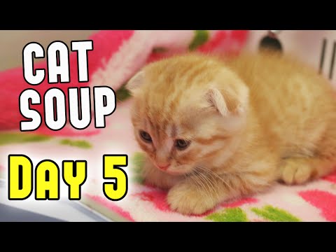 Cat Soup - Japan Day 5