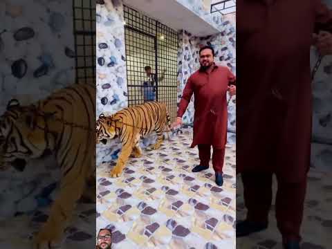 #tiger #tigerlion #lion #animals #zoo #pets #youtube #viralvideo #tamed #wildlife