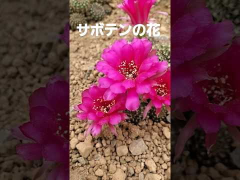 サボテンの花(財津和夫 チューリップ)2024 咲くやこの花館にて #music #flowers #サボテンの花 #財津和夫 #チューリップ #レンゲショウマ #サボテン #舞妓 #咲くやこの花館