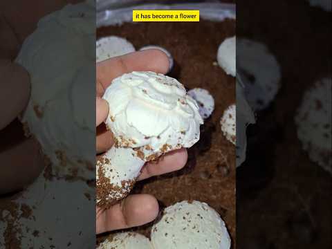 Mushroom agar kharb nikleh toh kya kare Mushroom farming in India #shorts #Mushroom