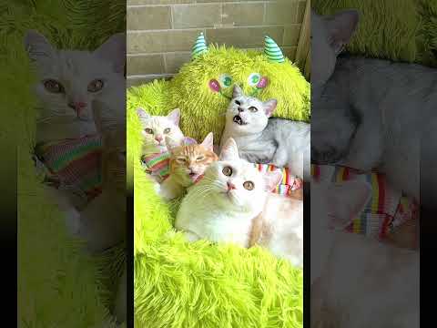 楽しい週末ねこたちの合唱団Happy weekend, Cat’s Choir#ねこのいる生活#可愛い茶トラ猫家族動画#cutest cat’s family happy time videos