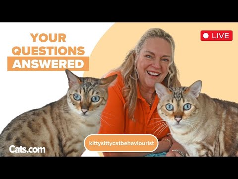 Your Cat Questions Answered By Clinical Feline Behaviourist KITTYSITTY