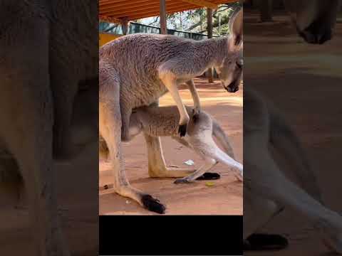 Joey's Bumpy Ride: The Baby Kangaroo Who Keeps Falling Out of Mom's Pouch