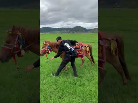 Man Equipping and Leading Horse  #shorts #horse Video by Scarlett Syu from Pexels