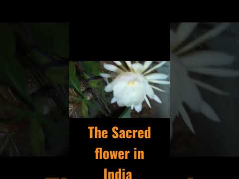 Brahma Kamal Flower _ the sacred flower for Indians#shorts #sacred