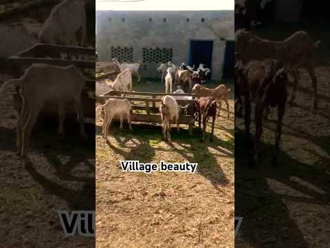 Essence of the Village 🐐🐐🐑🕊️😱#shortsvideo #musicvillage #village #villagelife