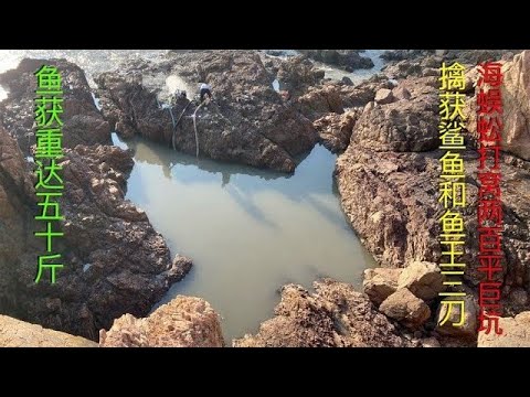 【阿向趕海】海蜈蚣打窩兩百平巨坑 鯊魚三刀爭奪搶食，制服十幾斤重屠龍刀 ，魚獲重50斤