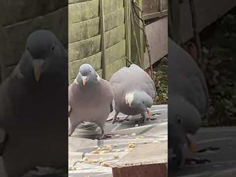 Shahar Munir  is live wood pigeons having breakfast 🥞 😋🕊️🦅🦅