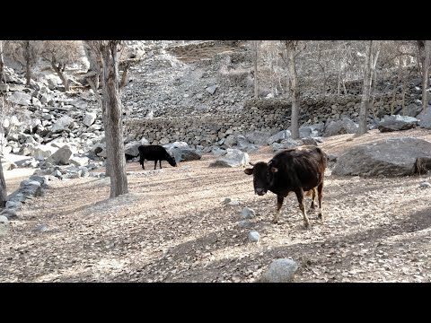 animals grazing in winter