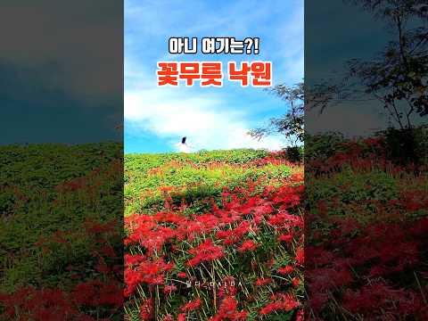 꽃무릇이 아름다운 여행지 | 우리나라 3대 꽃무릇 명소 | 가을여행지,9월 여행지,9월 가볼만한곳,모악산 꽃무릇 축제,용천사,국내여행지 추천 #국내여행