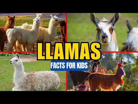 All About Llamas - Facts for Kids