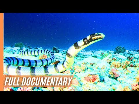 Giants of Fortune - Whale Shark encounters and the scenic beauty of Oslob | Full Documentary