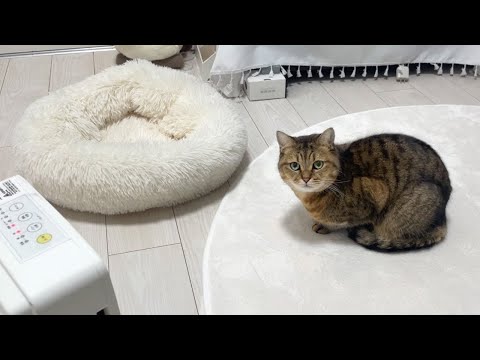 猫が大好きなヒーターを人間と奪い合った結果…