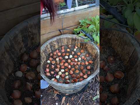 Planting tulips in a container #gardenerlife #backyardgarden #tulips