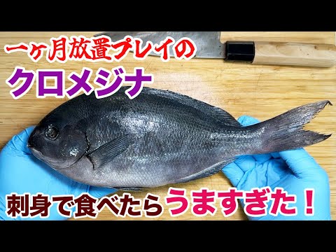 一ヶ月放置プレイのクロメジナ、刺身で食べたらうますぎた