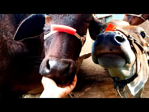 Kids Cow Videos | Kids Cow Video With Mooing Sound | Cow Video village