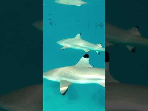 Blacktip Sharks: The Ocean's Sleek Predators.  #BlacktipSharks #MarineLife #OceanExploration