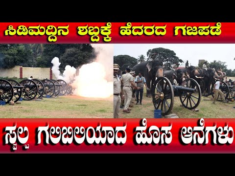 ಗಜಪಡೆ ಮೊದಲ ಸುತ್ತಿನ ಸಿಡಿಮದ್ದು ತಾಲೀಮು |ಸಿಡಿಮದ್ದಿನ ಶಬ್ದಕ್ಕೆ ಹೆದರದ ಗಜಪಡೆ ಸ್ವಲ್ಪ ಗಲಿಬಿಲಿಯಾದ ಹೊಸ ಆನೆಗಳು