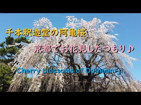 【京都の桜の穴場】千本釈迦堂のしだれ桜2020、お花見したつもり♪【Cherry blossoms of Daihoon-ji of Kyoto.】