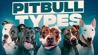 Types Of Pitbulls: 7 Of The Most Popular Types Of Pitbull Dog Breeds