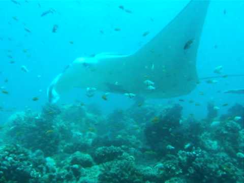 Giant Manta