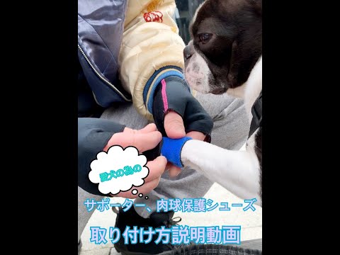 ワンちゃん用サポーター肉球保護シューズの取り付け方説明！！