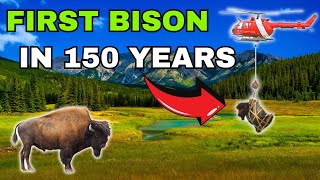 Bringing BISON Back to Canada's FIRST National Park