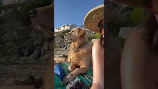 BEACH DAY #youtubeshorts #dogshorts #beachday #goldenretriever