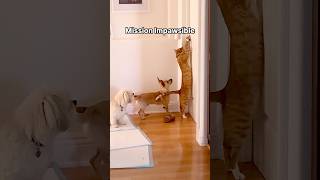 Cat burglar strikes again! #funnycats #funnyanimals #orangecat #dogs #pets #funnyvideo #amazingpets