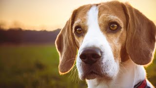 20 Things All Beagle Owners Must Never Forget