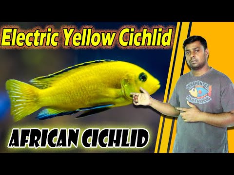 The electric yellow cichlid -  most popular African cichlid