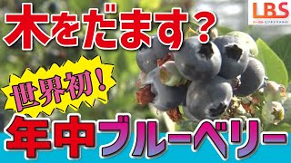 【植物工場（LBS名古屋）】自動化で目指せ！全国一のブルーベリー産地