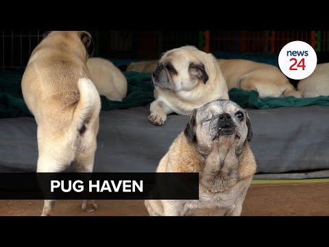 WATCH | The dog days are over: A Benoni couple has opened their home to hundreds of pugs