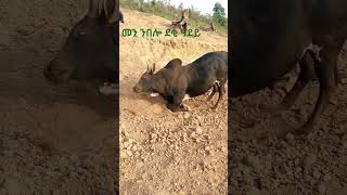 #eritrea#habesha#neweritreanvideo#funny#comedy#dawiteyob#cow#