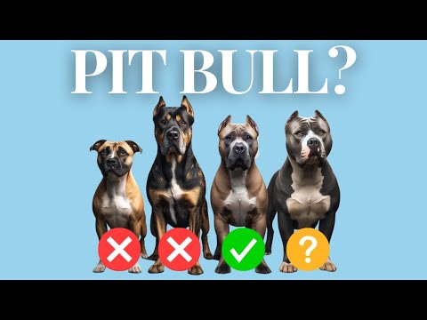 Which Dog Breeds Are ACTUALLY "Pitbulls"?