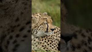 Lonely Leopard Cub: Heart of the Jungle #shorts #leopard #jungle