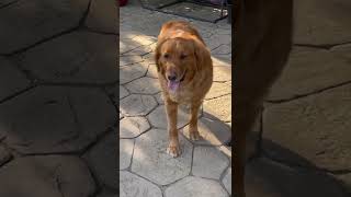 #relaxing #positivevibes #morningmotivation #goldenretriever #todaytrending #ytshorts