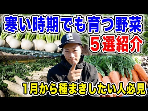 寒い時期でも種まきできるオススメ野菜紹介５選　1~2月から種まきスタート【品種紹介】