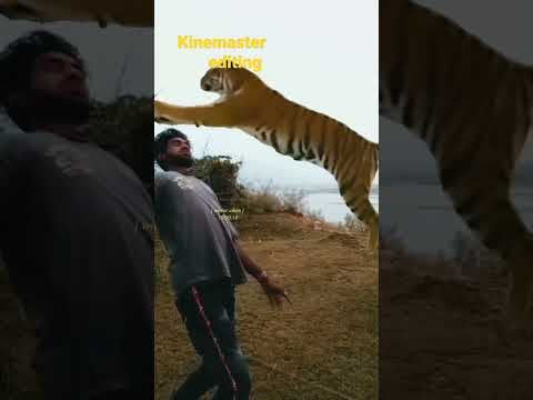 शेर ने हमाल कर दिया  kinemaster tutorial. #shorts  #vfxeditor