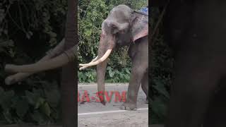 Hathi ko Dekh Logo Me Hadkamp | हाथी को देख लोगों में हड़कंप