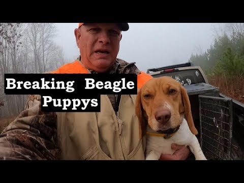 Rabbit Chasing Secrets Your Beagle Puppy Needs to Know!