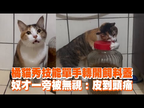 橘貓秀技能單手轉開飼料蓋　奴才一旁被無視：皮到頭痛｜貓咪｜吃飯｜精選影片