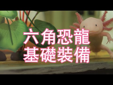 養六角恐龍基礎裝備｜Axolotl｜無論是甚麼寵物｜養之前都要考慮清楚｜他不是魚｜裝備Car養六角恐龍｜實在太可愛｜另類寵物｜