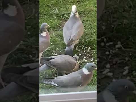 Wood Pigeons enjoy sunshine ☀️ 🦅🕊️