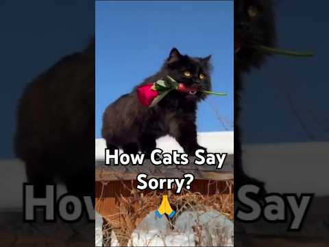 How Do Cats Say Sorry? 🙏😢