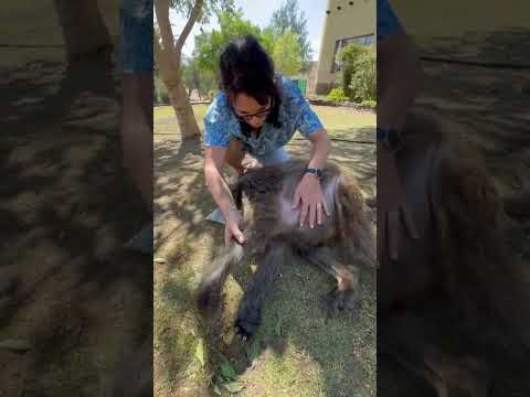 Cindy the baboon orphan loves the touch of her human mother 🫶🏻#family   #animallover #cute #animal