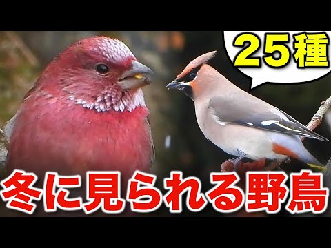 冬の野鳥が大集合！自然が教えてくれる癒しの瞬間～