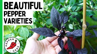 5 Beautiful Pepper Varieties - Ornamental Peppers - Pepper Geek