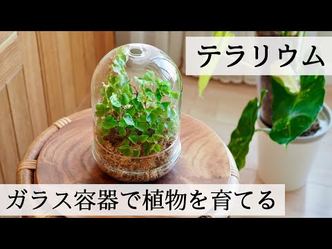 【テラリウム】植物の管理が楽になる!?【ベゴニアなどのジメジメ系植物に】