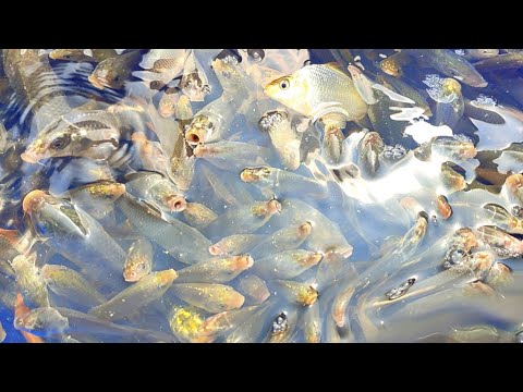 Amazing Little Carp Fish